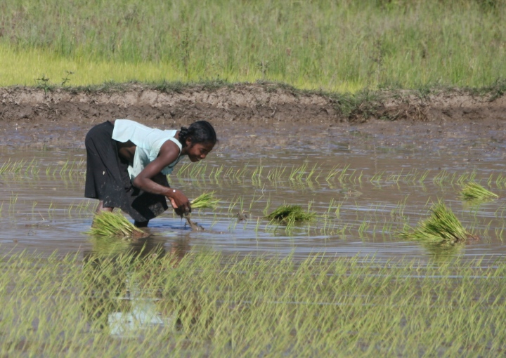 madagascar